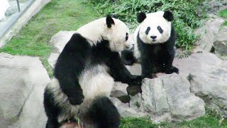 飼育員さんにおやつをおねだり♥ 双子パンダそろってじっと待つ🐼 #桜浜 #桃浜 #アドベンチャーワールド