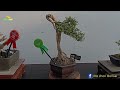 bonsai the max buanyak sekali bonsai prospek berukuran small mame pamnas purworejo 2024