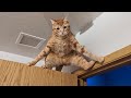 Orange Cats rule the World of Cat Comedy 😹 Best FUNNY CAT videos 2024