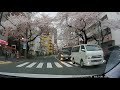 桜のトンネル 中野通り南行き