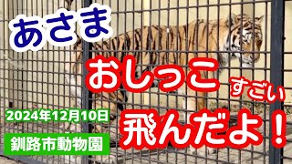 【釧路市動物園】あさま🐯通路に向かっておしっこ💦想像以上に遠くまで飛んでビックリ！！