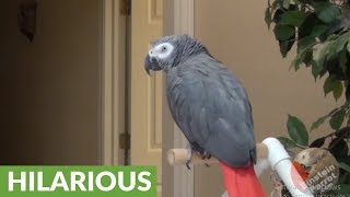 Smart parrot keeps his cool for 'What The Fluff' challenge