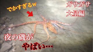 【ガサガサ】夜の潮溜まりでガサガサしてみた