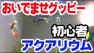 【初心者アクアリウム】生体導入グッピー【水槽立ち上げ】