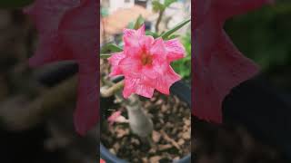 Adenium നമ്മുടെ നാട്ടിൽ അത്യാവശ്യം വിലയുള്ള ഒരു ചെടിയാണ് I വ്യത്യസ്തമായ വീഡിയോ വിനോദസഞ്ചാരി