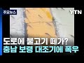 [영상] 도로 한복판에 물고기떼?...