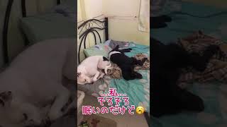 寝る前の幸せな時間🐶🐶🐶