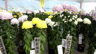 ２０１０年１１月６日国華園の菊ー11