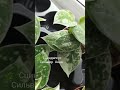 🌿 СЦИНДАПСУС Сильвер Анна Эпипренум Лиана комнатныерастения indoorplant сциндапсус цветыдлядома