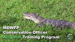 MDWFP Conservation Officer Alligator Training Program