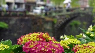 長崎ツーリズム 雨の眼鏡橋 「ながさき紫陽花まつり」Nagasaki Tourism