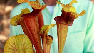 Learn about Sarracenia's with Garden Director Lewis Feldman