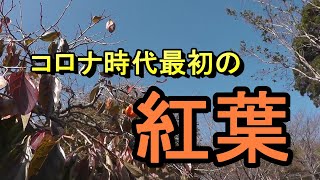 紅葉を観にこうよう　　北九州市立白野江植物公園