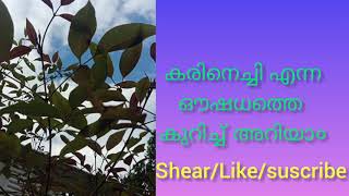 കരിനൊച്ചി ചെടിയുടെ ഔഷധഗുണങ്ങൾ/medicinal plant karunochi. willow-leaved justicia.