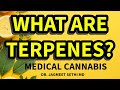 Terpenes in Medical Cannabis Help Chronic Pain, Sleep and Anxiety. Dr. Jagmeet Sethi ,MD