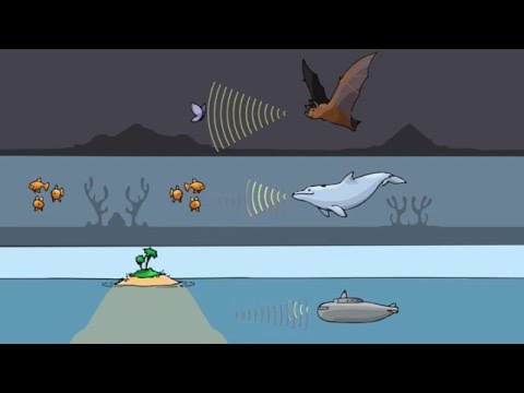 What waves do bats hear?