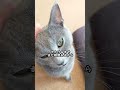 【猫動画】後ろにいる嫁が気になるロシアンブルー【russianbule】 shorts russian blue who is worried about his wife in the back