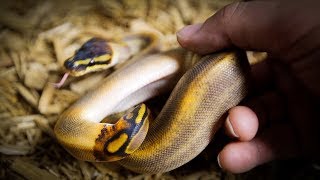 BALL PYTHON MORPH MADNESS 101