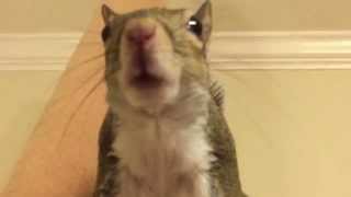 Squirrel Chirping and Barking