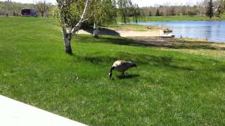 Goose at Edmonton's Rundle Park