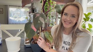 Pink Princess Philodendron Repot and Update