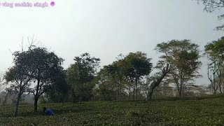 tea garden || nagrakata tea garden video || my new vlog #nagrakata