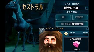 【ハリー・ポッター】505セストラル魔法生物サイドクエスト後半