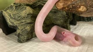 2022/1/21 赤ちゃん白ヘビが赤ちゃんネズミを食べる Baby white snake eats baby rat