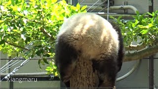 2018/05/11（333日齢） おしりにゴミがいっぱいの垂れシャンシャン♪