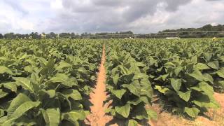 Tobacco Still A Viable Crop For Some Georgia Farmers