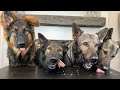 four german shepherds review food