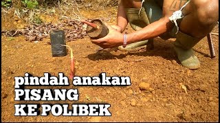 PEMINDAHAN ANAKAN PISANG KE POLIBEK