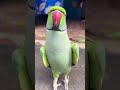 cute parrot talking ay mithu ay mithu😍