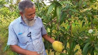 বারি ৪ আম অসময়ে