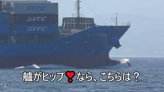 【4K撮影】船のシンボル！バルバスバウの波切『SITC TAICANG』大型コンテナ船