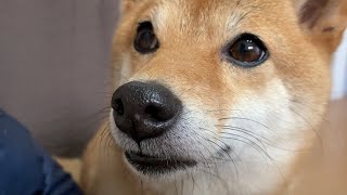 食事中の飼い主に無言の圧をかけてくる柴犬