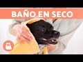 Cómo LIMPIAR a un PERRO sin BAÑARLO 🐱🧽 (3 Maneras)