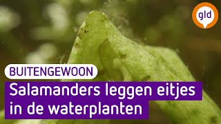 Deze salamanders verstoppen hun eitjes in de waterplanten - Buitengewoon