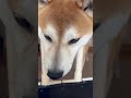 ドアから出てきてお出迎えする犬 short shorts