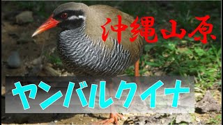 【ヤンバルクイナ　沖縄ヤンバルクイナ生態展示学習施設】Okinawas Rail  / 展示ブースの雄クー太の撮影画像となります 。沖縄山原に分布する国の天然記念物。