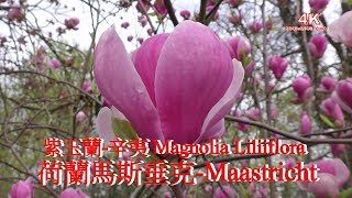 (4K) 紫玉蘭-辛夷 Magnolia liliiflora.荷蘭馬斯垂克 Maastricht.  4K Ultra HD