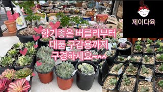 [다육판매영상]향기나는 버클리~대품 구갑용