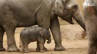 Minifant: So niedlich ist der Nachwuchs im Tierpark Hagenbeck