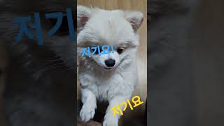 꼬질꼬질 해도 귀여운 로즈♡ #pet #puppy #dog #몰리 #cutedog #동물농장