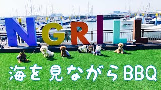 みんなでBBQを楽しむぬいぐるみ犬りず☆泉大津市のNグリルさんに行ってきた！【チワワ】