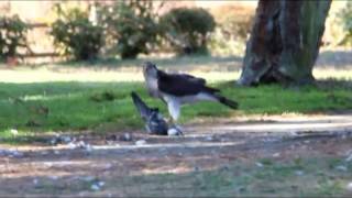 大鷹が鳩を捕食（庄内緑地）