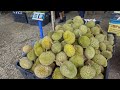 [ DURIAN ] RM 3 Sebiji Durian | Durian MELIMPAH RUAH | Musim Durian Pantai Timur Dah TIBA Jom Layan