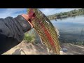 True trout hunter gets in water to save fish top water trout bite (must watch)