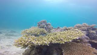 今日のデバスズメダイ★ TAKUDIVE石垣島