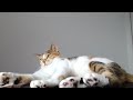 528hz healing music to calm your cat stress relief relaxation